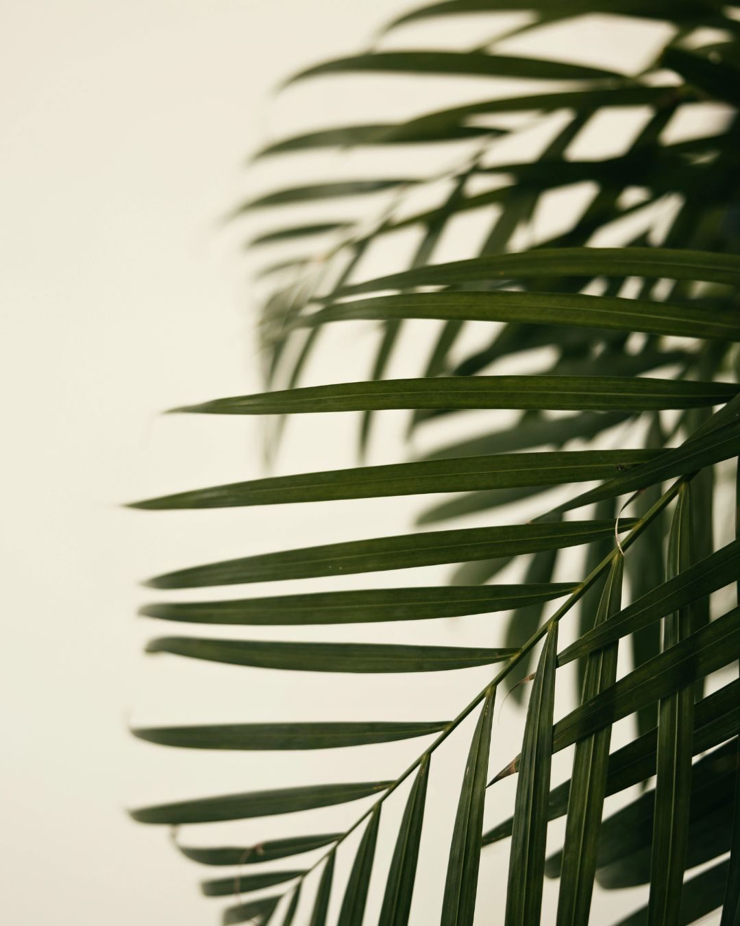 Surf Vista Villas, hilltop hotel with ocean view in Santa Teresa, Costa Rica