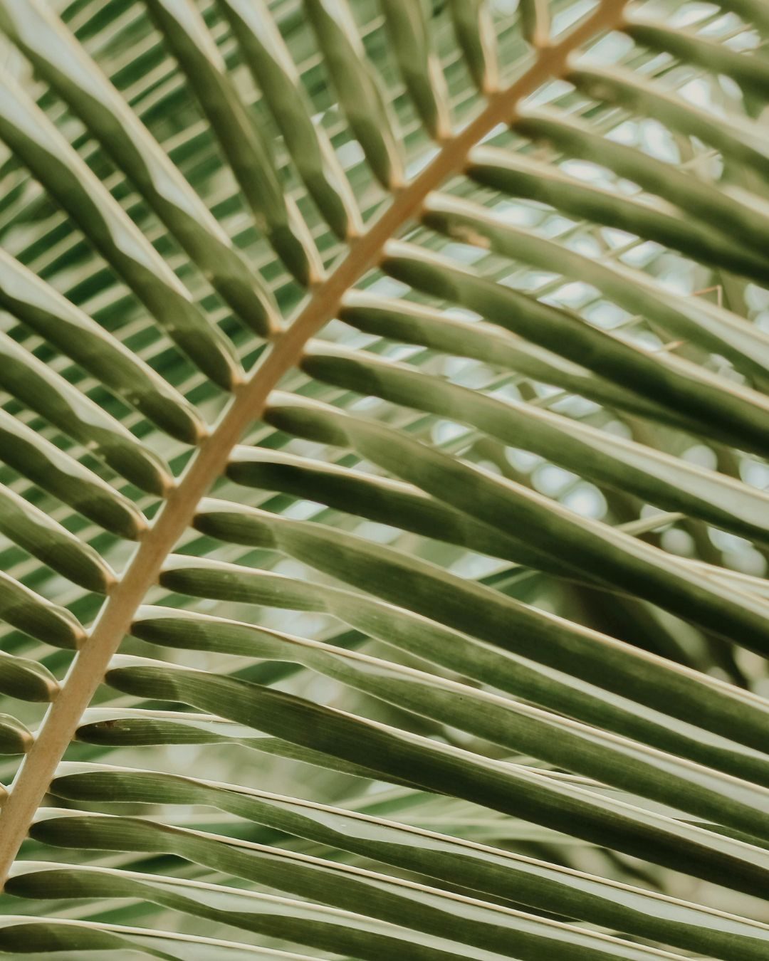 Canaima Chill House, rustic chic jungle lodge in Santa Teresa